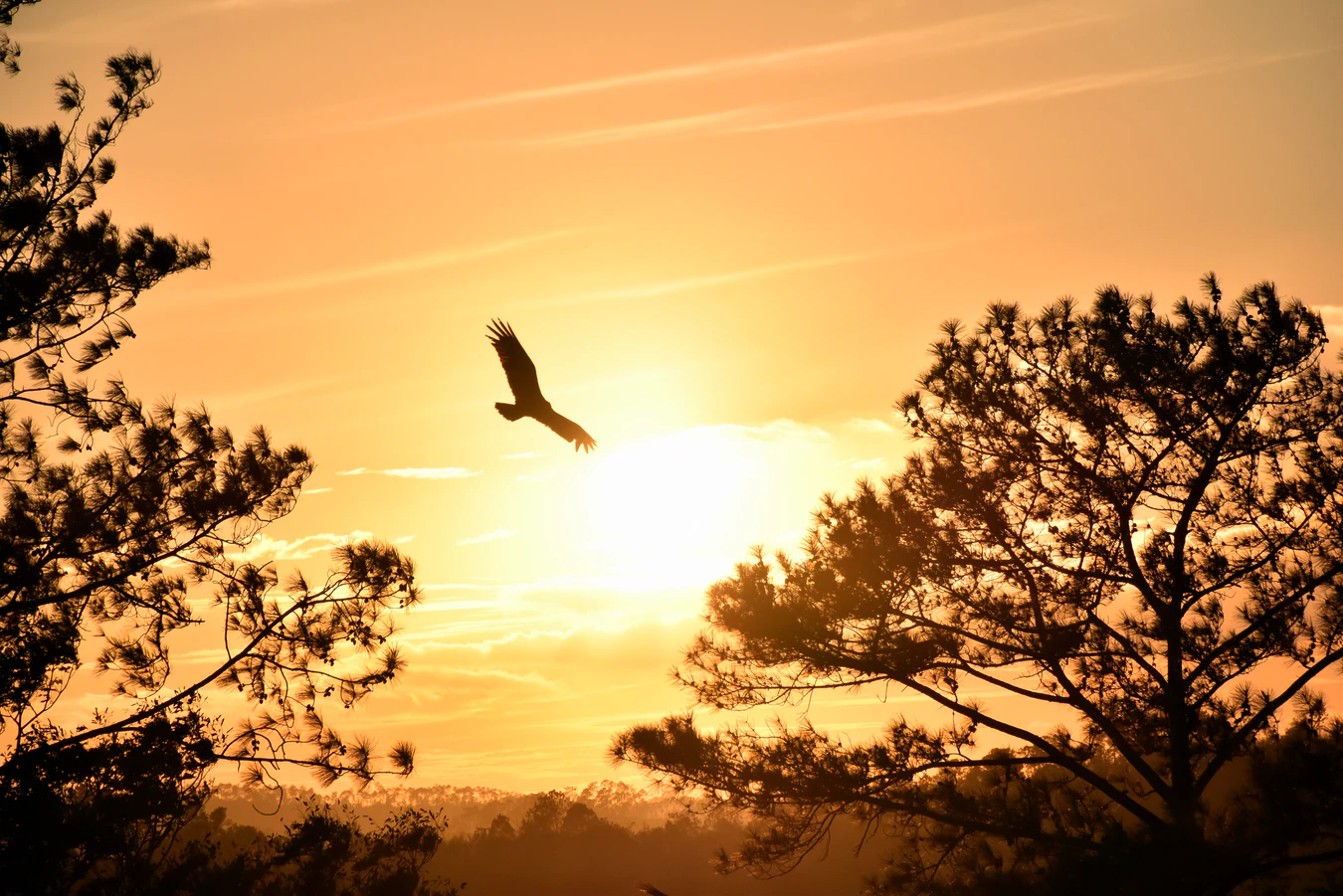 Flying eagle