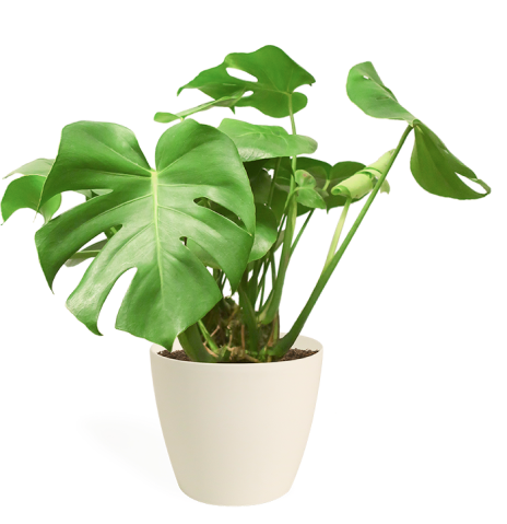 plant in the house