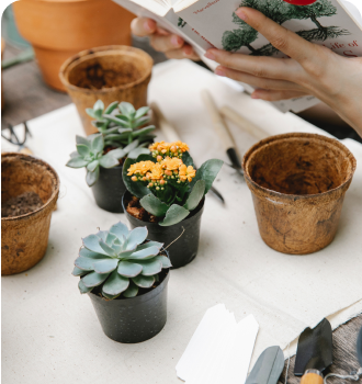 care for flowers