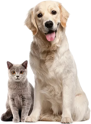 photo: dog und kat