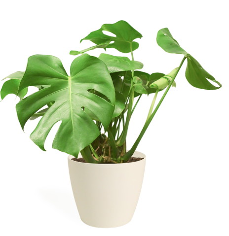 houseplant