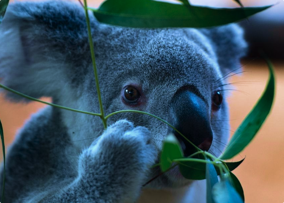 koala.png