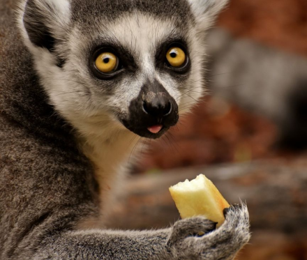 lemur.png