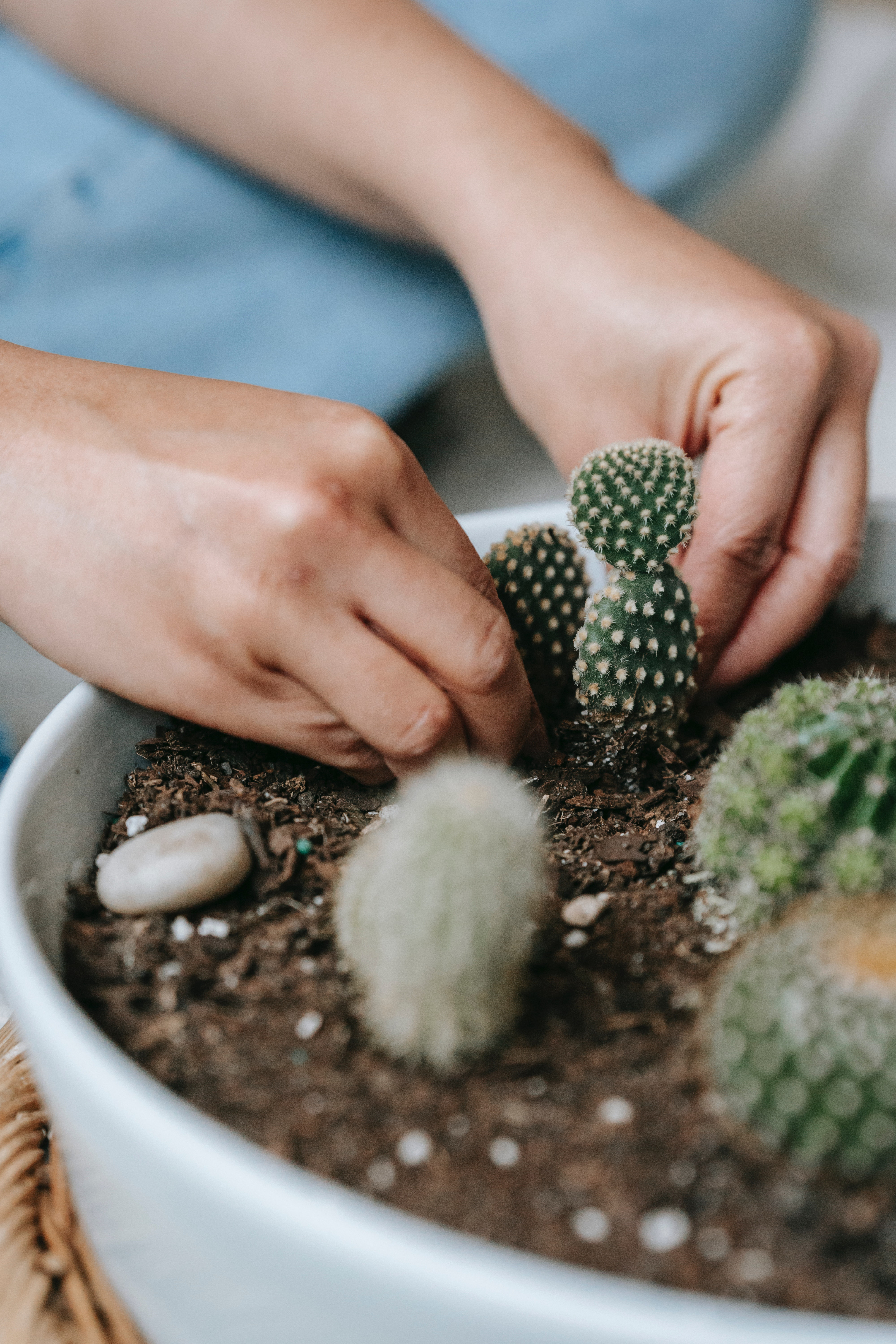 cacti