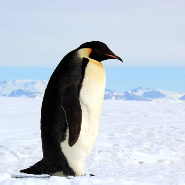 penguin picture