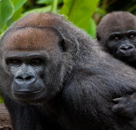 Glen the gorilla