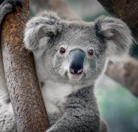 Liz the koala