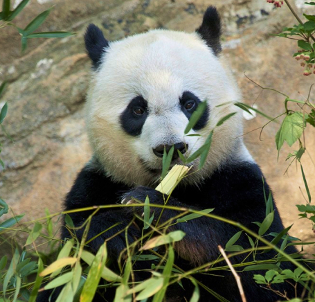 Lucas the panda