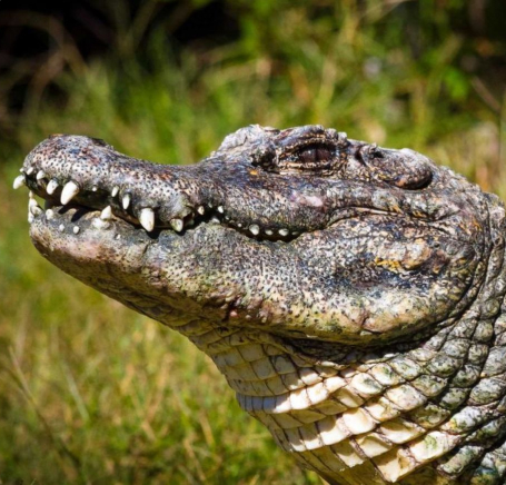 Mike the alligator