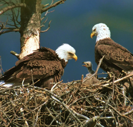 Sam and Lora are two eagles
