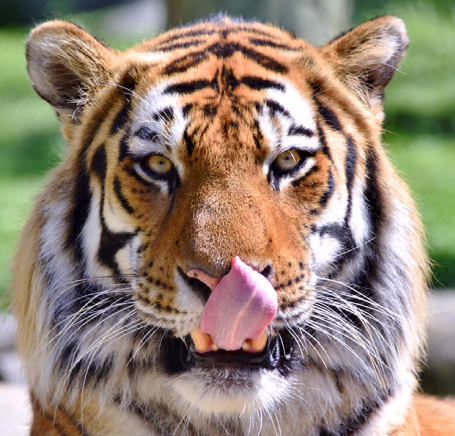 Senja the tiger