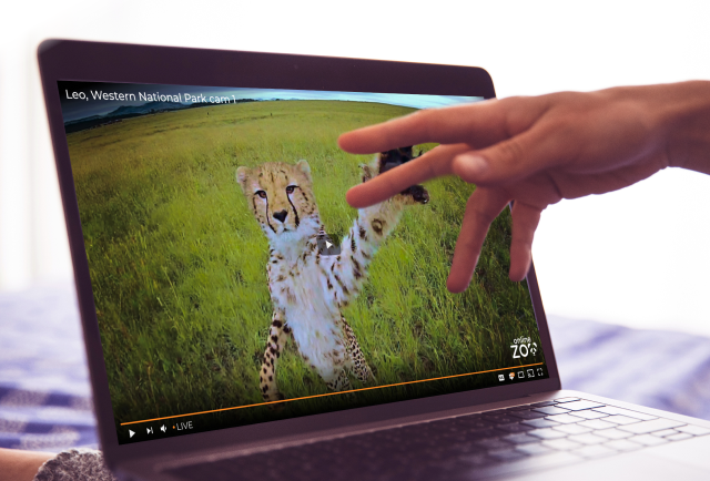 Touch the animal!