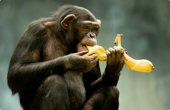 Monkey eating a banana