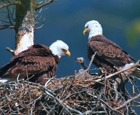 Eagles