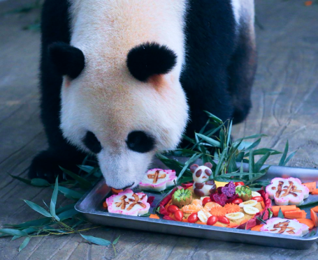 Lucas the panda