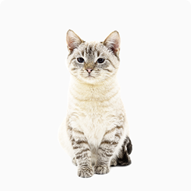 pets-woody