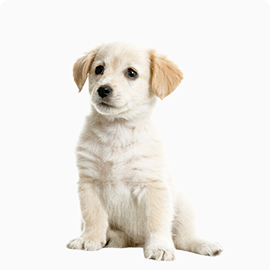 pets-jennifer