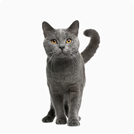 pets-katrine