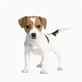 pets-woody