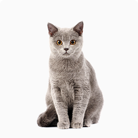 pets-woody