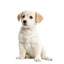 pets__jennifer