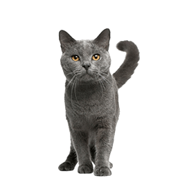 pets__katrine