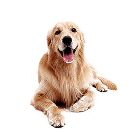 pets__woody