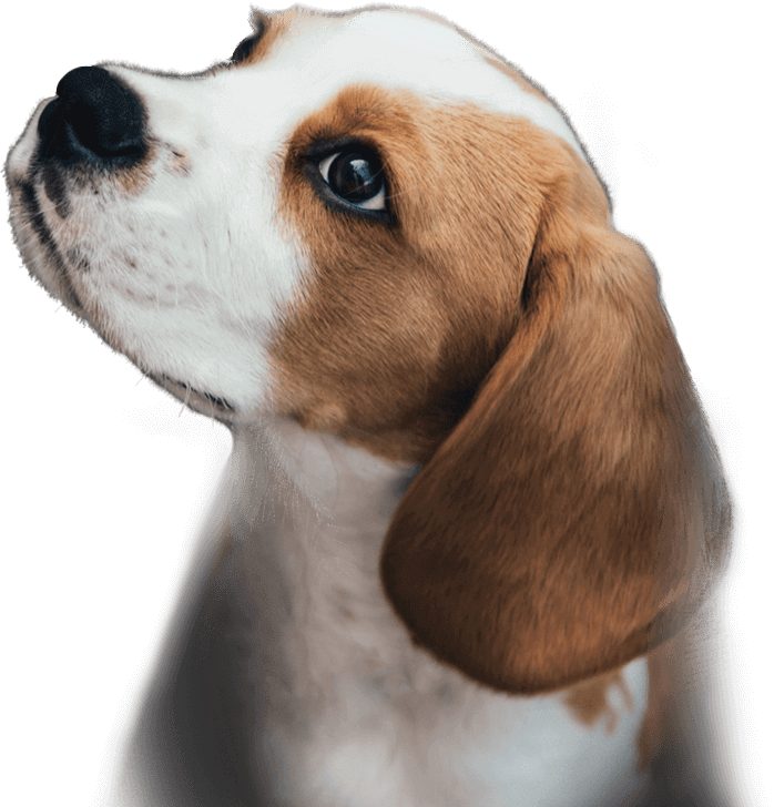 start-screen__puppy