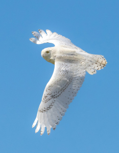 snowy-owl