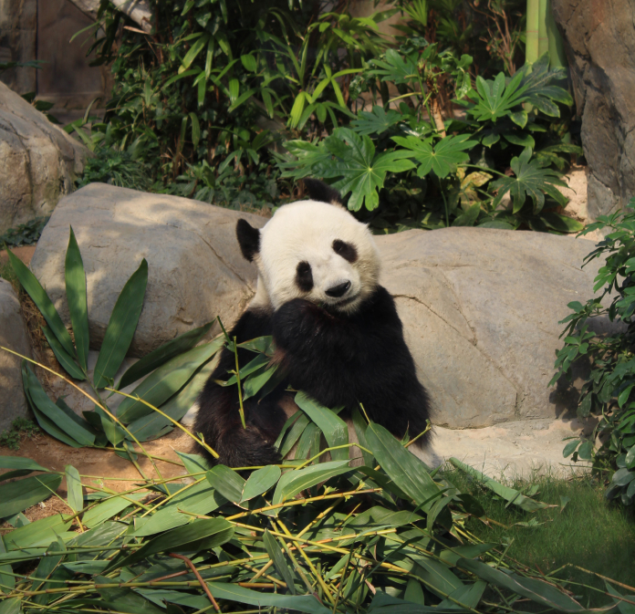 Panda image