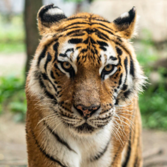 tiger