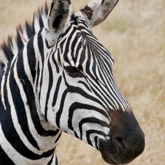 zebra