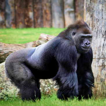 gorillas