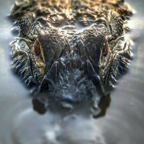 alligators