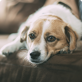 pets-katrine