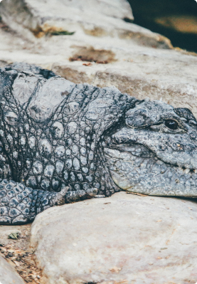 crocodile