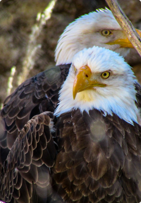 eagle