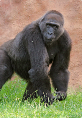 gorilla
