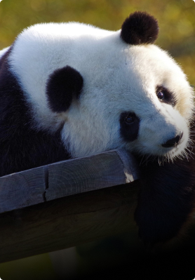 panda
