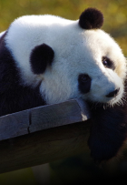 panda