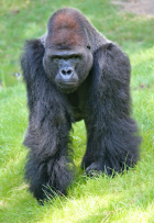 gorilla