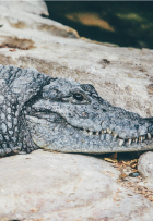 crocodile