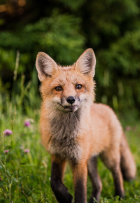 fox