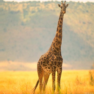 Giraffe