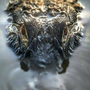 Alligator