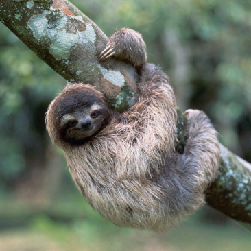 Two-toed-sloth