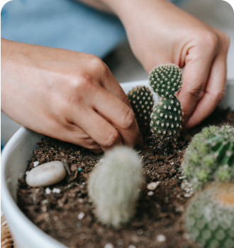 planting