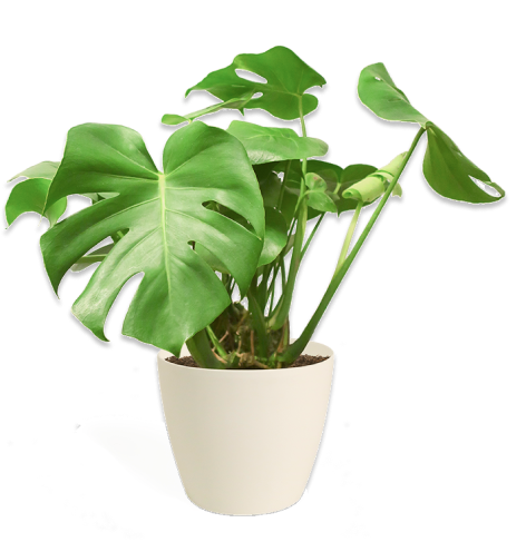 houseplant