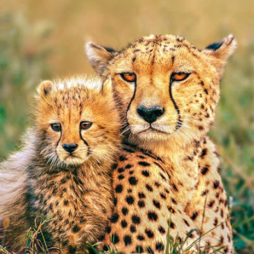 cheetahs card