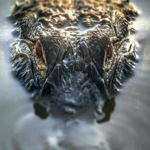 alligator